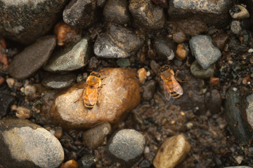 bees drinking at the river 