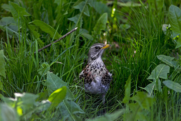 close-up blackbird in green grass close-up