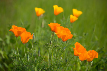 A field of vibrant, orange poppies in springtime