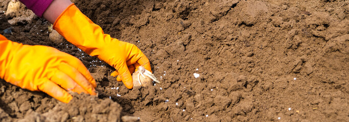 women's hands in orange rubber gloves plant potatoes in the ground. Concept of planting, harvest and agronomy. long banner with copyspace