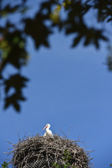 Fototapeta premium oiseau cigogne