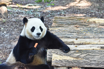 Fototapeta premium Panda ours 
