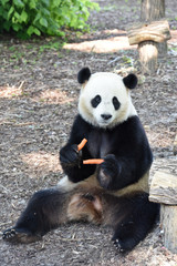 Obraz premium Panda ours 