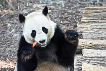 Obraz premium Panda ours 