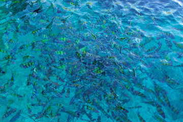 Fototapeta na wymiar Thailand sea water colorful fishes, crystal clear blue water