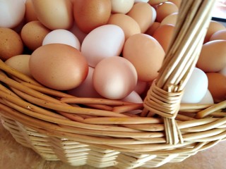 multicolore eggs brown white in a wicker basket handle in the right
œufs multicolore bruns et...