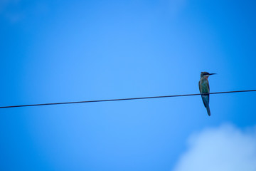 birds on a wire looking towards its next supper.