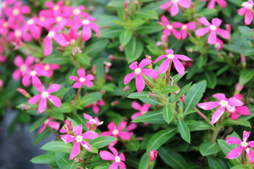 Pink Catharanthus Hybrid Flowers