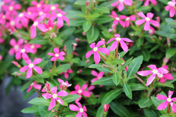Fototapeta na wymiar Pink Catharanthus Hybrid Flowers