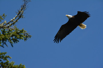 Bald eagle (Haliaeetus leucocephalus) in flight. Eagle in the sky. Canada.