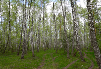 Birch trees woods