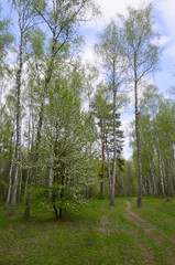 Birch trees woods
