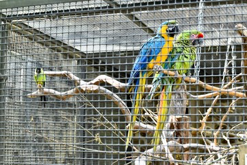 aviary birds in a cage  © MW Photography 