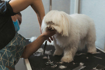 Female hairdresser with mask grooming a cute Bichon Maltese dog