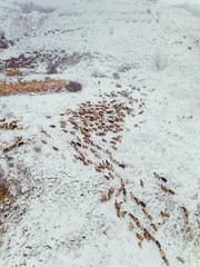 sheep graze in the mountains of Armenia photographed from the air on a Sunny day