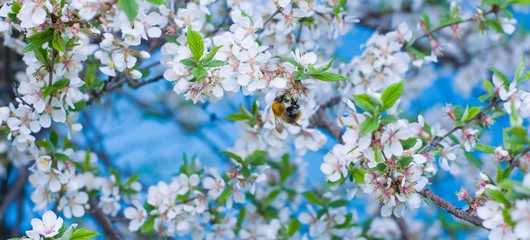The background of the spring flowering. Bumblebee on a flower, Beautiful nature, flowering trees. Sunny day. Spring flowers. Beautiful garden. Abstract blurred background. In spring