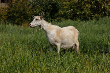 a milch goat on a pasture, a green meadow, against a background of blue sky and green trees