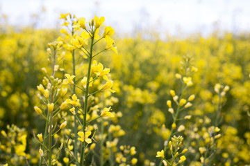 delikatne kwiaty rzepaku © qrrr