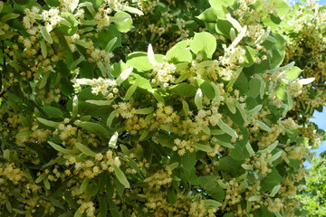 Flowers of linden tree. Branches of blooming linden.