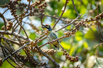 Coppersmith Barbet bird