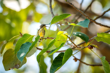 Olive-backed sunbird, Yellow-bellied sunbird