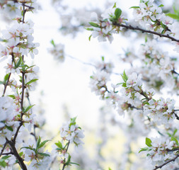 The background of the spring flowering. Beautiful nature blooming trees. Sunny day. Spring flowers. Beautiful garden. Abstract blurred background. In spring
