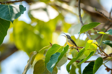 Olive-backed sunbird, Yellow-bellied sunbird