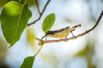 Olive-backed sunbird, Yellow-bellied sunbird