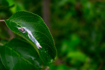 Bird scat on leaf