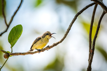 Olive-backed sunbird, Yellow-bellied sunbird