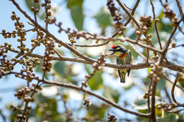 Coppersmith Barbet bird