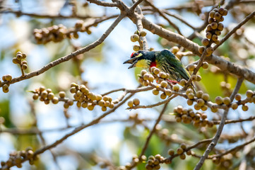 Coppersmith Barbet bird