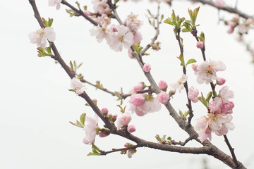almond blossom in spring Wallpaper