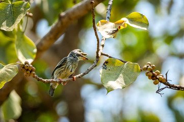 Coppersmith Barbet bird