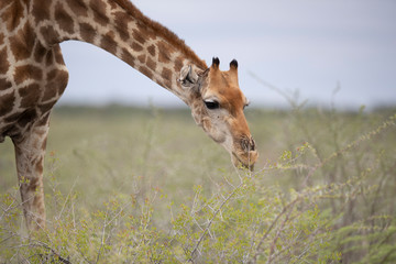 Giraffes graze in the grassy plains near Halali