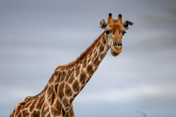 Giraffes graze in the grassy plains near Halali