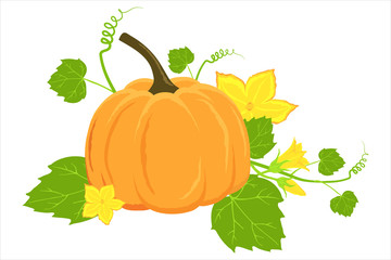 Hand drawn ripe pumpkin and flowers isolated on a white background. Vector pumpkin illustration for autumn banner, thanksgiving, recipes, menus, and harvest festivals.