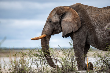 An elephant eats vegetation in the brush in Etosha National Park