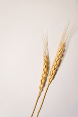 Ears of wheat on white background