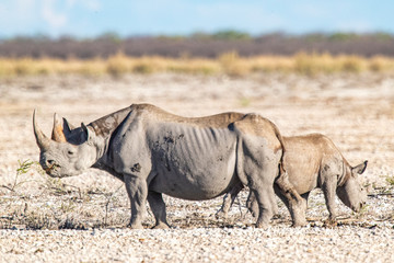 Two rhinoceros eat vegetation in the brush