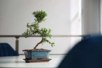 Foto auf Acrylglas Antireflex Japanese bonsai plant on light table indoors, space for text. Creating zen atmosphere at home © New Africa