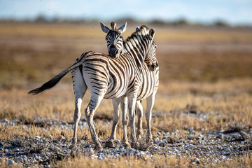 Fototapeta na wymiar Zebra’s cuddle in Etosha National Park