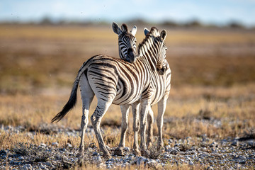 Obraz na płótnie Canvas Zebra’s cuddle in Etosha National Park