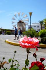 Rose vor Windmühle