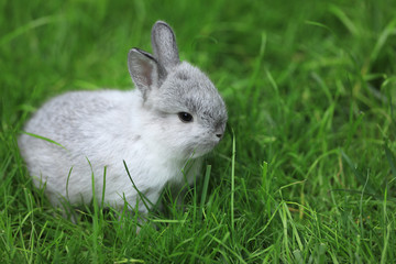 little gray rabbit in a green meadow