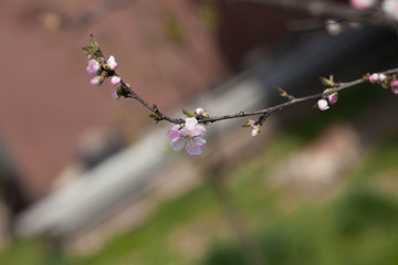 a branch of a flowering fruit tree in spring