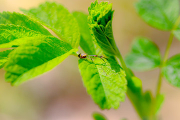 green leaf on a tree spider