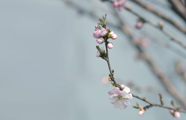 a branch of a flowering fruit tree in spring