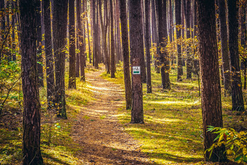 Bicycle trail in Kampinos Forest park near Warsaw, Poland