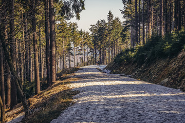 Hiking trail on Kozia Rownia Mount in Owl Mountains Landscape Park - protected area in Sudetes Mountains in Poland